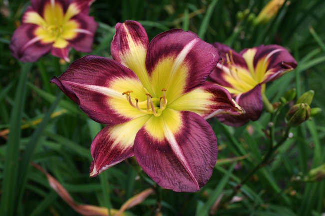 Hemerocallis 'Night Beacon'